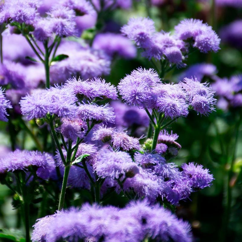 Ageratum - Fluffy Clouds of Calm
