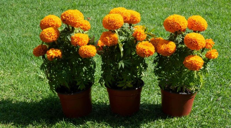 Marigolds