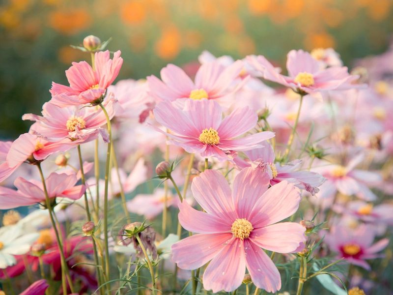 Cosmos - Delicate Flowers with Staying Power