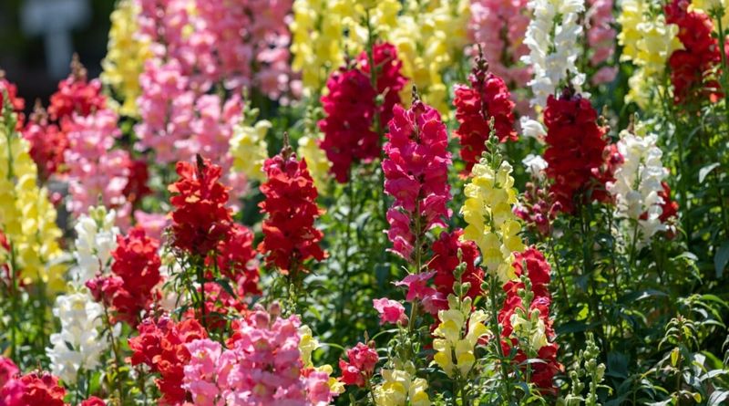 Snapdragons