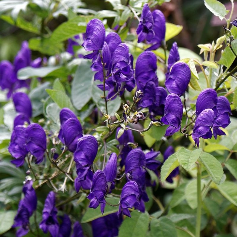 Aconitum (Monk's Hood)