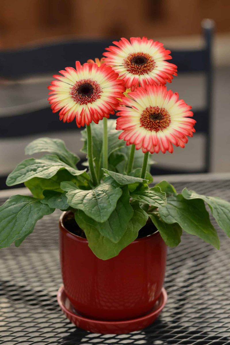 Gerbera Daisy