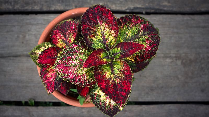 Coleus