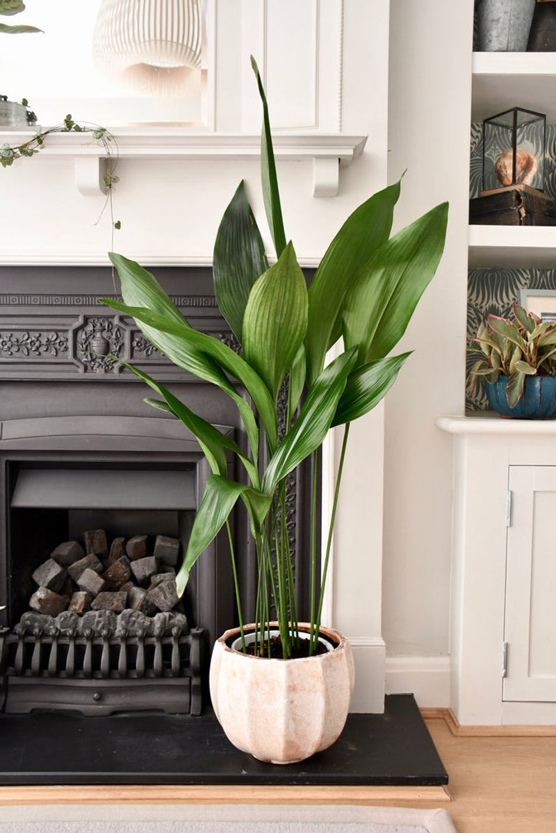 Cast Iron Plant (Aspidistra)
