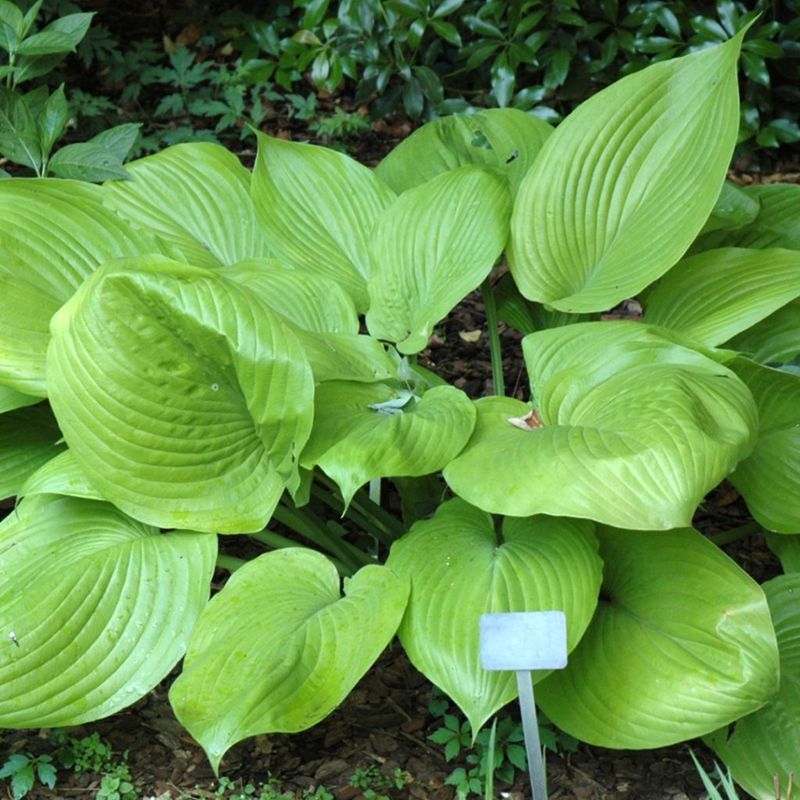Hosta
