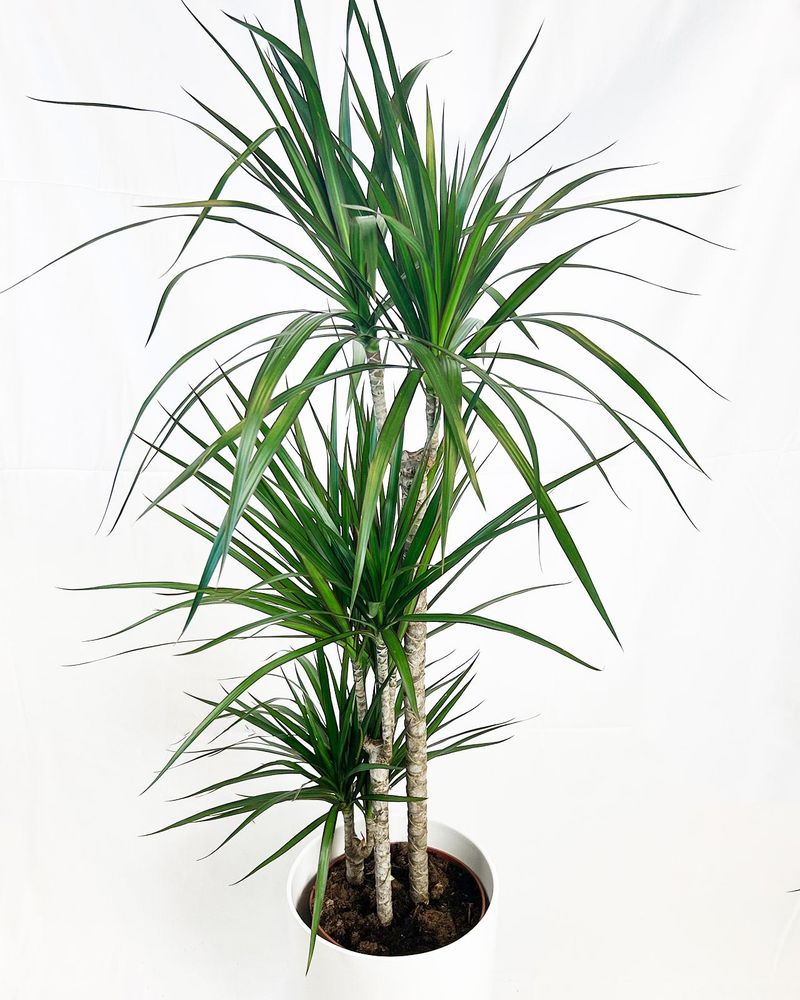 Dracaena Marginata