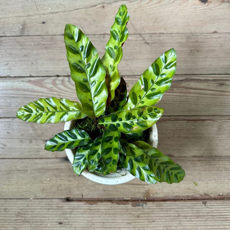 Calathea ‘Rattlesnake’ (Calathea lancifolia)