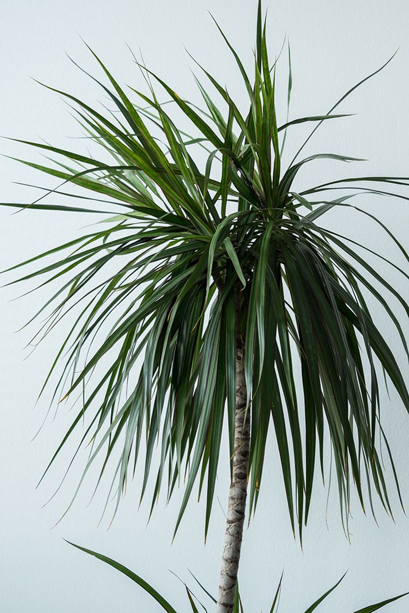 Dracaena Marginata