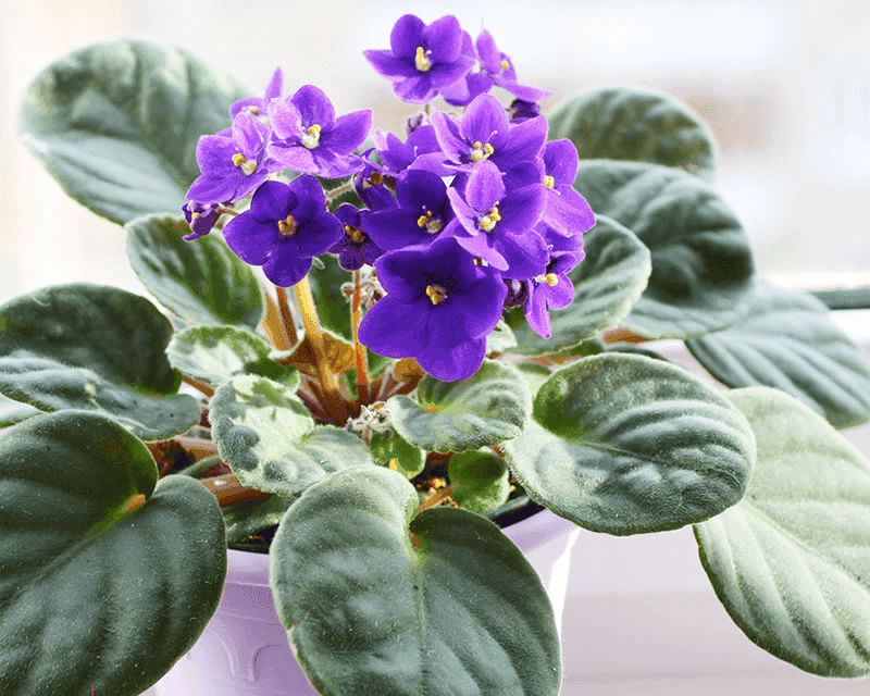 African Violet