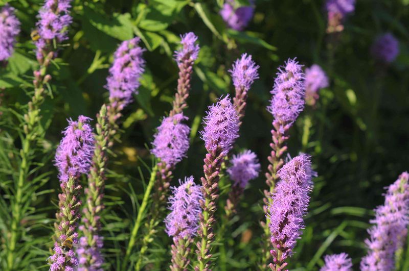 Liatris (Blazing Star)