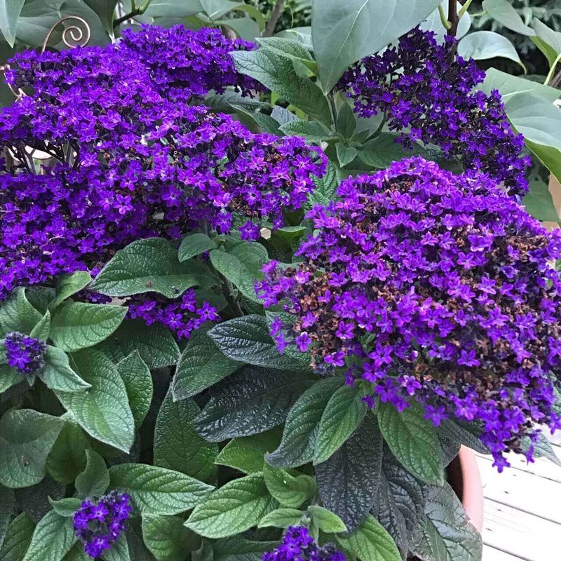 Heliotrope 'Marine'