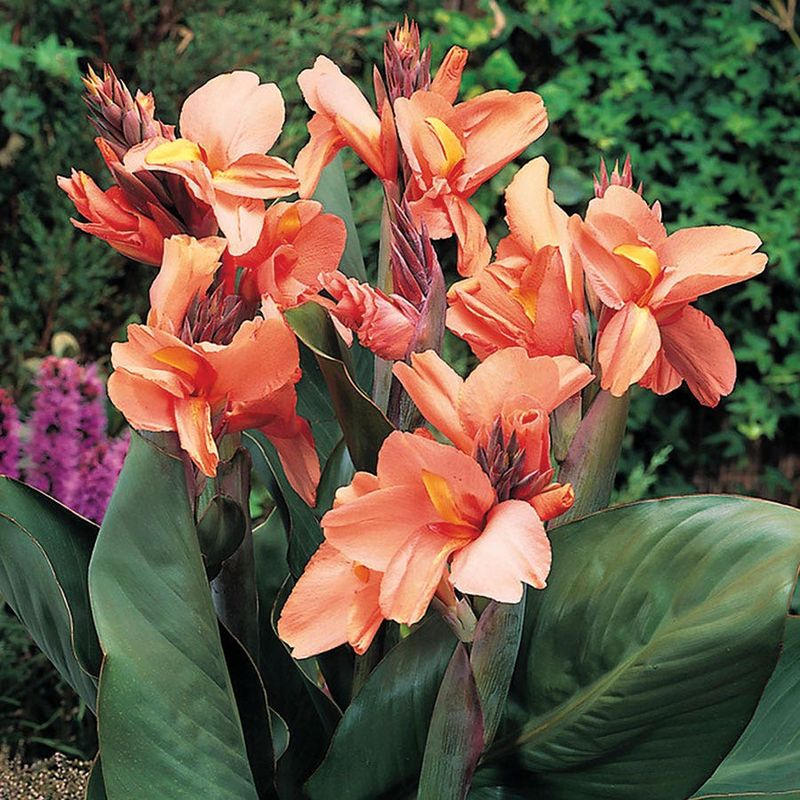 Canna Lily's Tropical Touch