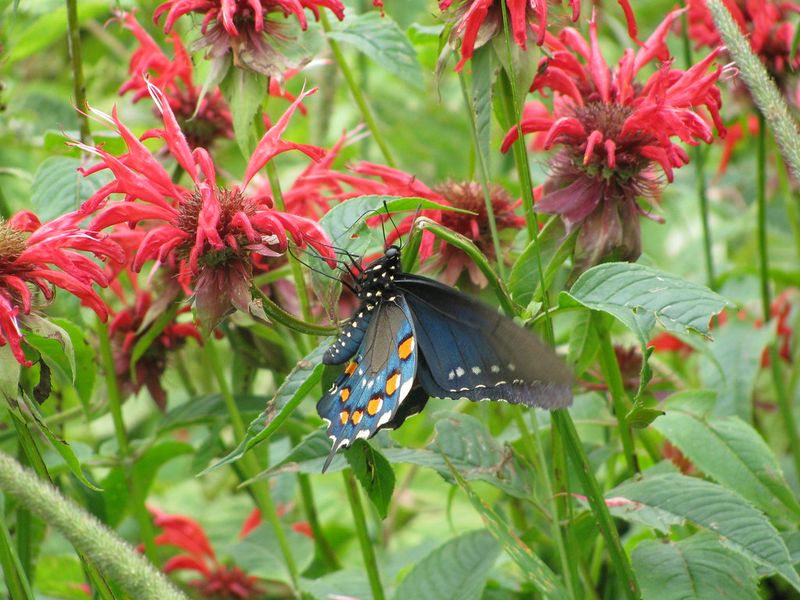 Bee Balm