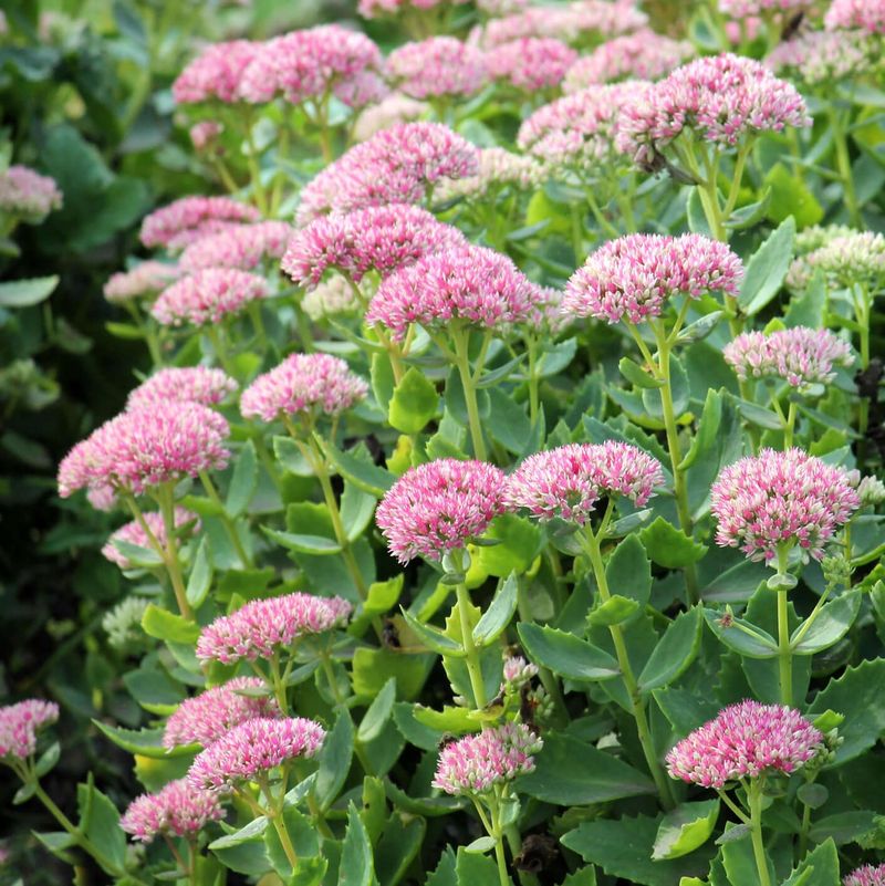 Sedum (Sedum spectabile)