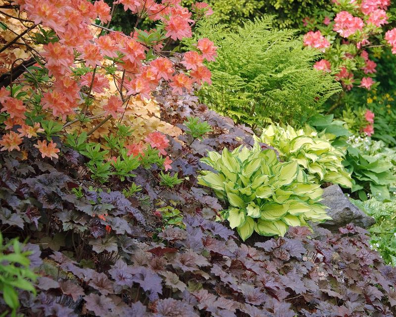 Heuchera