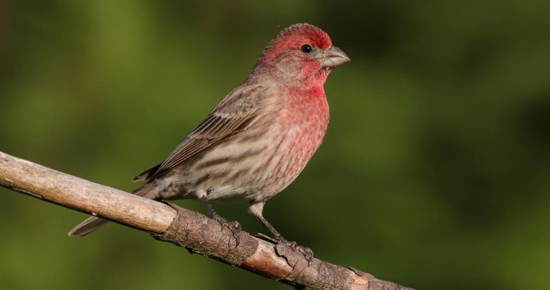 House Finch (Haemorhous mexicanus)