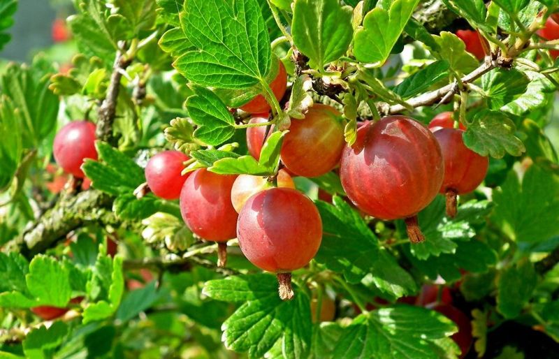 Gooseberries