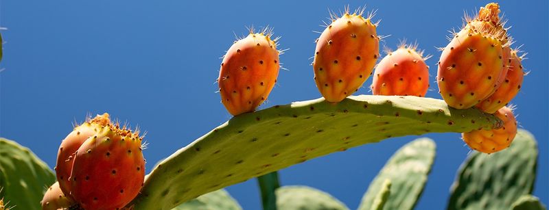 Prickly Pear