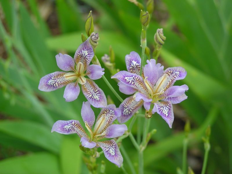 Candy Lily (Pardancanda norrisii)