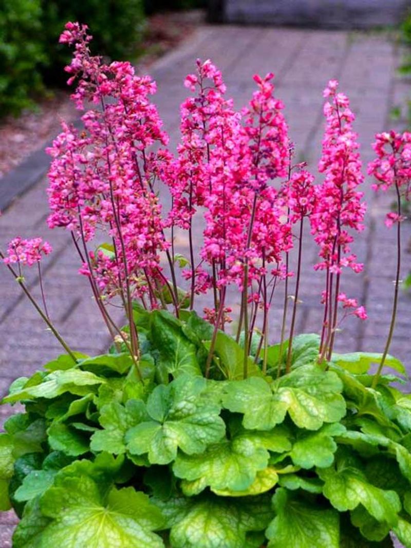 Coral Bells