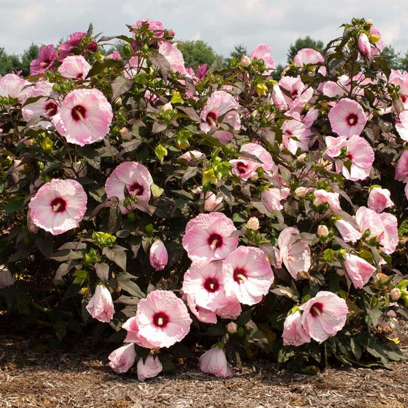 Alternative: Hibiscus moscheutos (Hardy Hibiscus)