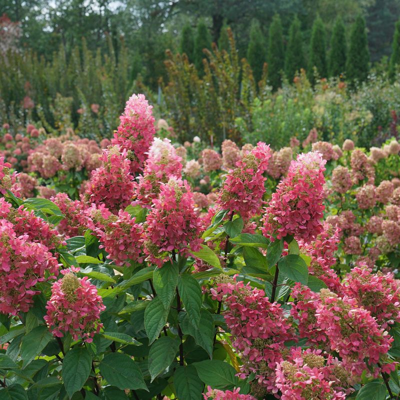 Alternative: Hydrangea paniculata (Limelight, Pinky Winky)