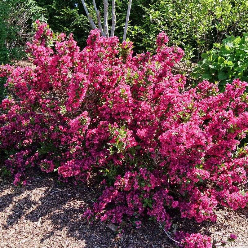 Alternative: Weigela