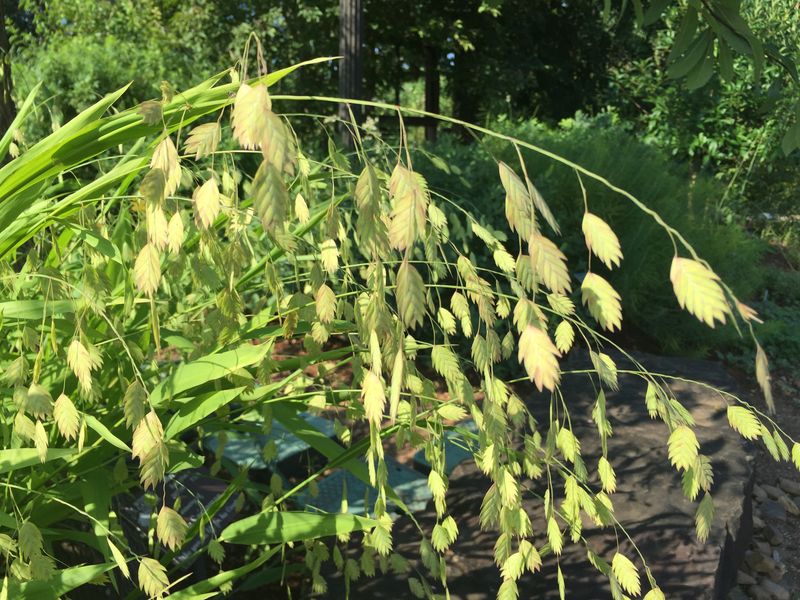 Northern Sea Oats (Chasmanthium latifolium)