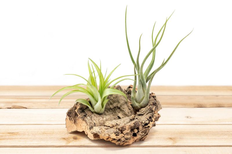 Air Plants (Tillandsia) – The 
