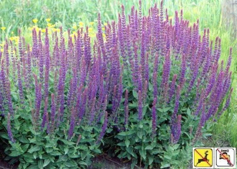 Alternative: Salvia nemorosa (May Night)