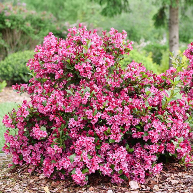 Weigela florida