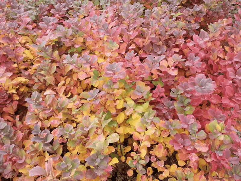 Alternative: Spiraea betulifolia (Tor Birchleaf Spirea)