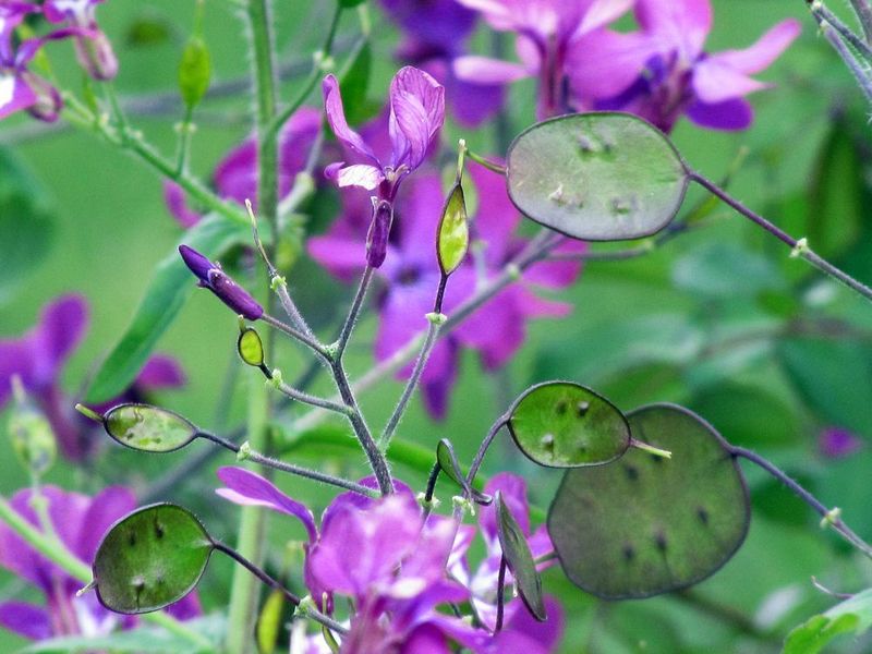 Honesty (Lunaria annua)