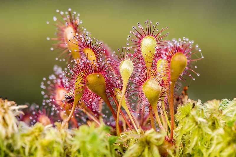 Sundew (Drosera)