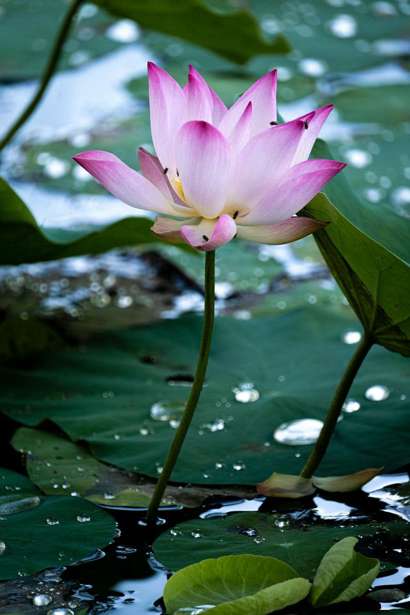 Lotus (Nelumbo nucifera)