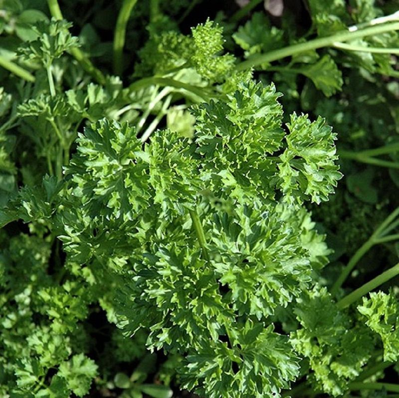 Forest Green Parsley