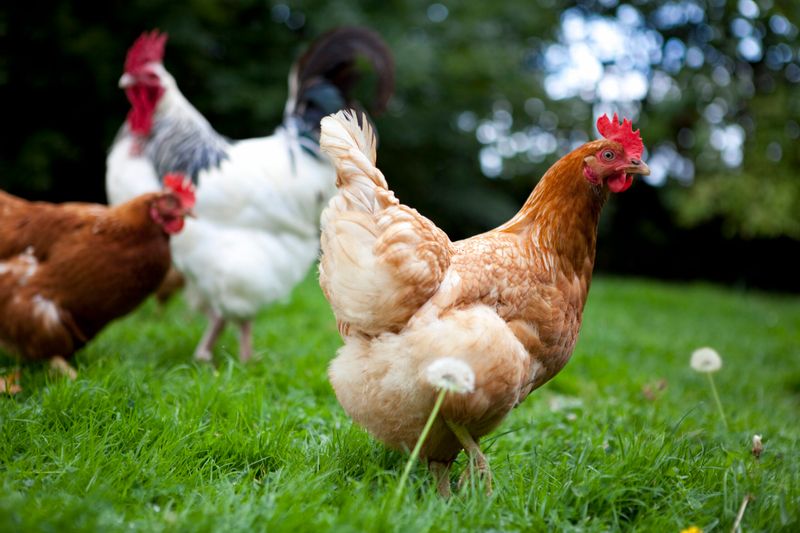 Choose the Right Breed