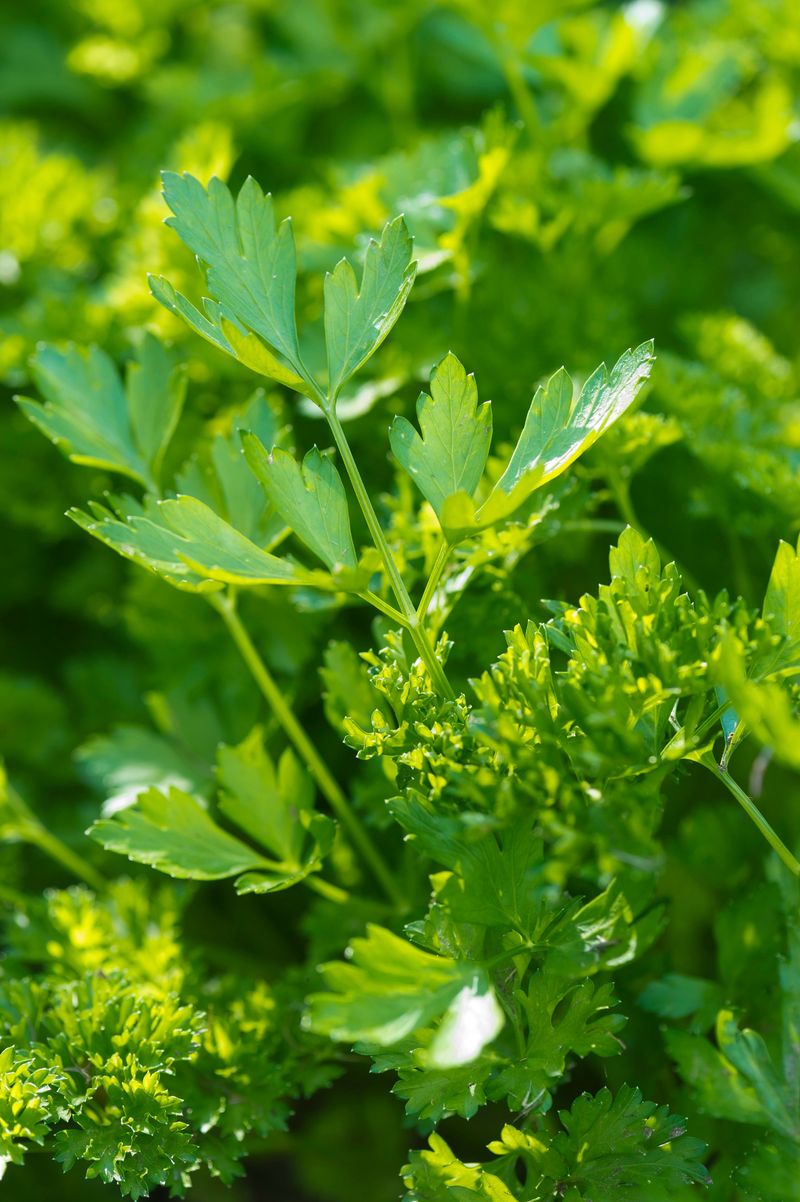 Grow Parsley for Winter Use