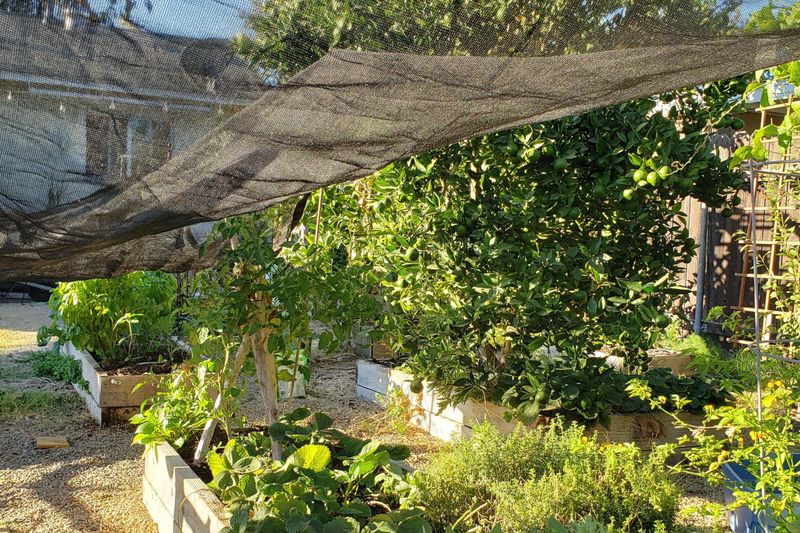 Set Up Shade Cloth for Delicate Plants