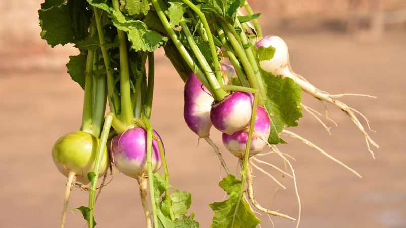 Sow Turnips for Dual Harvest