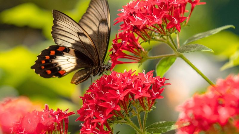 Grow Nectar-Rich Flowers for Adults