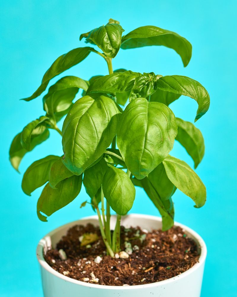 Basil