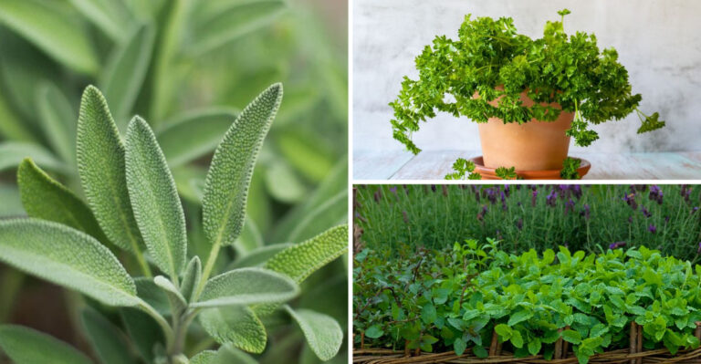 Plant These 17 Herbs by Your Front Door – Basil Does Something Amazing