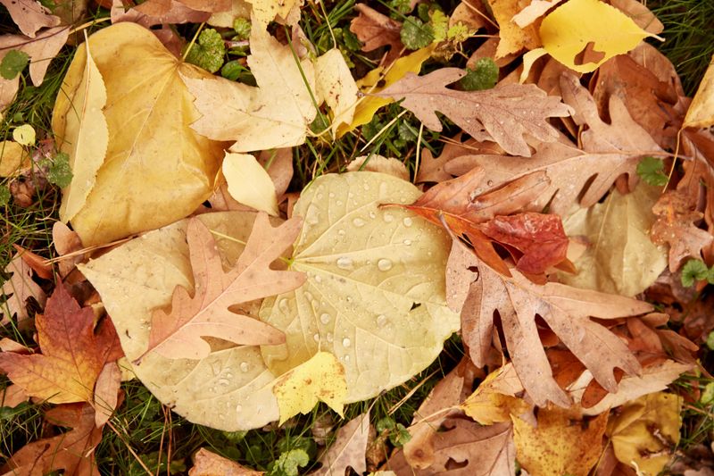 Use Fallen Leaves as Mulch