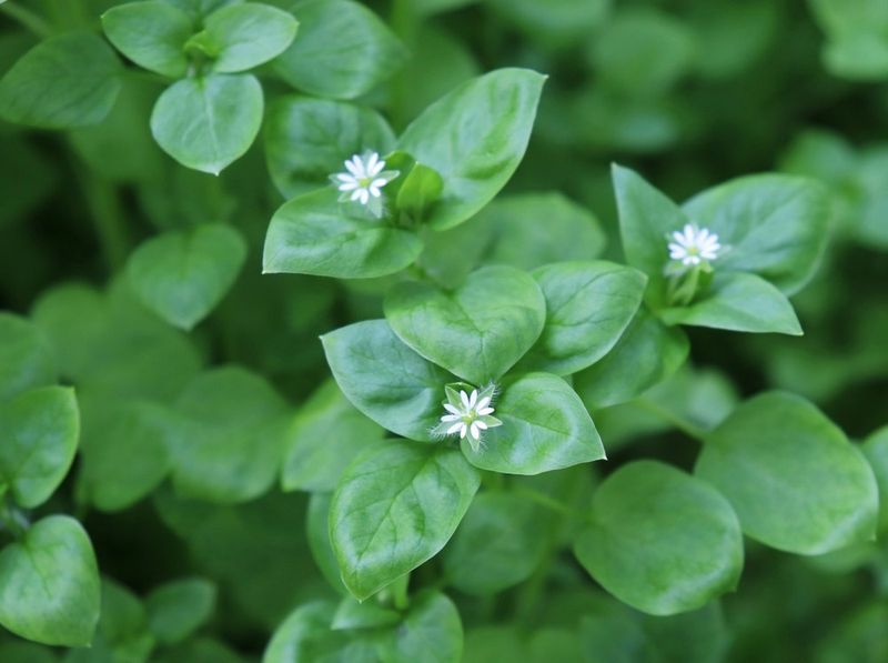 Chickweed: The Sneaky Spreader