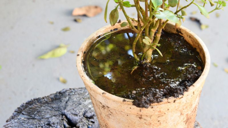 Overwatering Your Plants