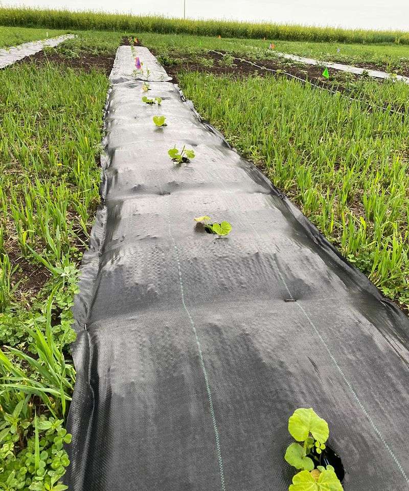 Using black plastic in full sun