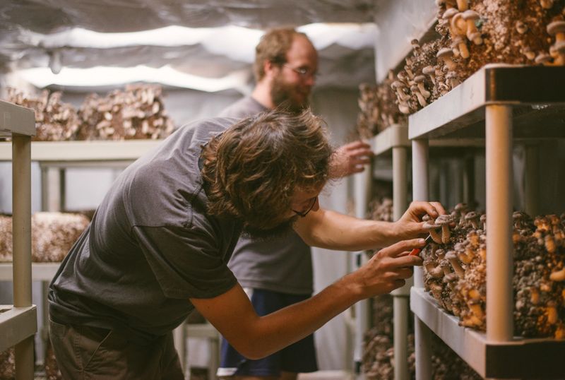 Mushroom Logs for Food & Medicine