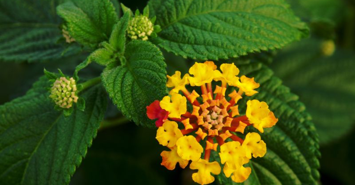 Invasive plant with warning sign in a Florida backyard garden