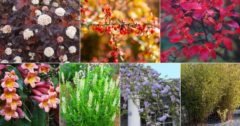 Invasive Ornamentals